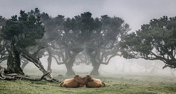 Vereda do Fanal by Henk Leijen