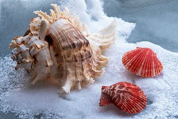 Muscheln auf dem Eis, ein winterliches Bild von Jolanda de Jong-Jansen