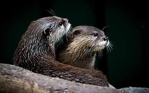 Two large otters rest together on a rock.