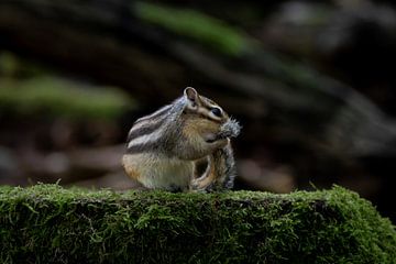 Ground squirrel washes its tail by Wendy van der Klift-Bartelings
