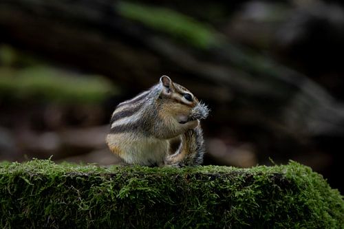 Ground squirrel washes its tail