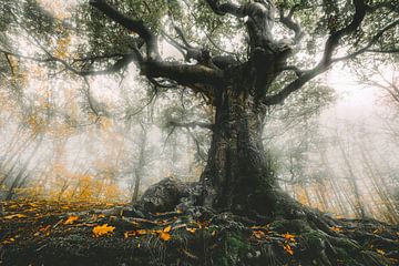 Der Hexenbaum von Bladel von Loris Photography