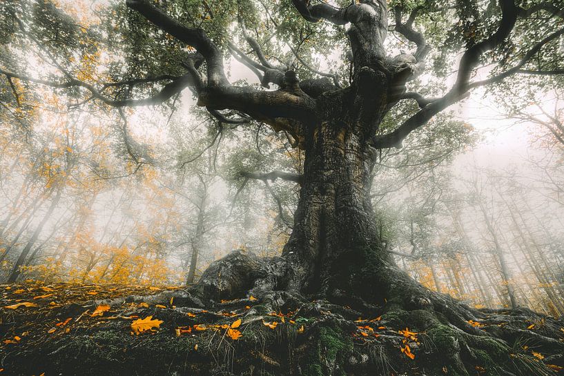 The witch tree of Bladel by Loris Photography