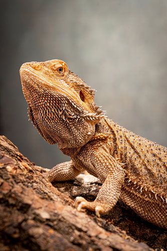 Dragon barbu en gros plan - Portrait détaillé