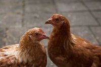 Die Hühner Fien und Pien