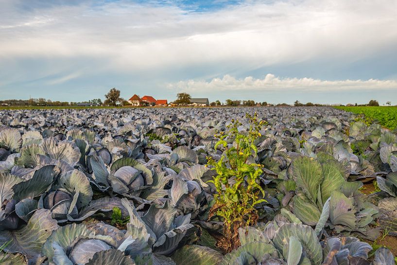 Grote akker met biologisch geteelde rode kool, Hank van Ruud Morijn
