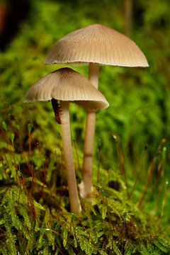 Two mushrooms and an insect by Gerard de Zwaan