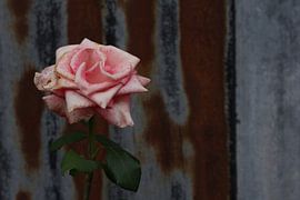 Pink rose by Hans Lok