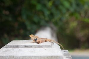 Petit Dragon - Con Son (Vietnam)
