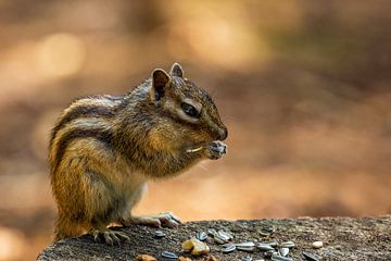 The Siberian ground squirrel (Tamias sibiricus) by Carola Schellekens