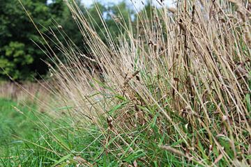 Hoog gras van Anne Sparidans