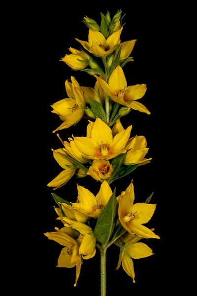 Punktierter Gilbweiderich von Uwe Ulrich Grün