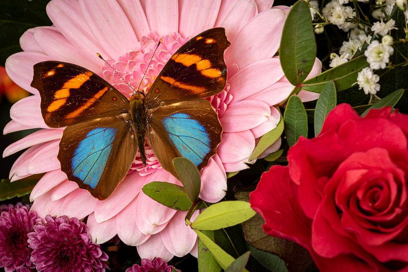 Ein Exotischer Schmetterling auf einer Blüte von Roland Brack