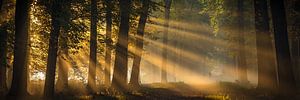 Lumière dorée du matin dans la forêt