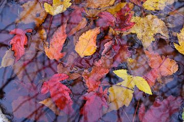 Het Blad van de herfst in een Stroom van Claude Laprise