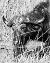 Afrikaanse buffel in het water in zwart wit | Wildlife Natuurfotografie van Monique Tekstra-van Lochem thumbnail
