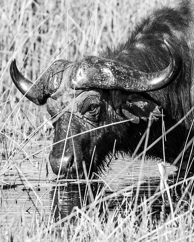 Afrikaanse buffel in het water in zwart wit | Wildlife Natuurfotografie