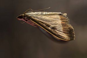 De Buxusmot - Cydalima perspectalis