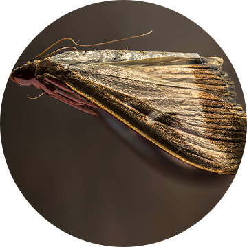 De Buxusmot - Cydalima perspectalis