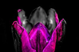 Tulpe in Schwarzweiß mit ein wenig Farbe von Frank Ketelaar