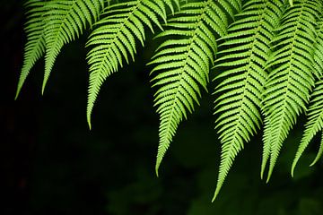 Green fern in front of dark background by Ulrike Leone