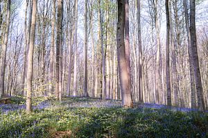 Malerischer Hallerbos - Hyazinthenfest II