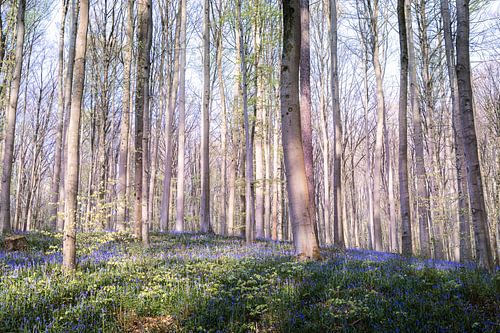 Hallerbos pittoresque - Fête des jacinthes II