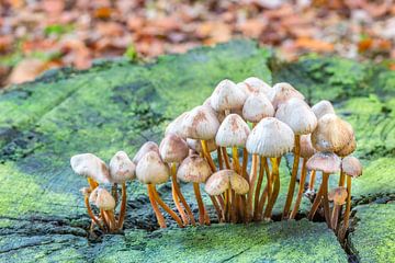 Group of mushrooms on green tree stump in autumn by Ben Schonewille