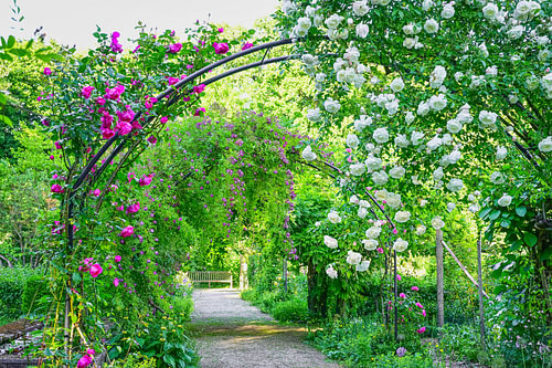 Rosenbögen entlang des Gartenwegs