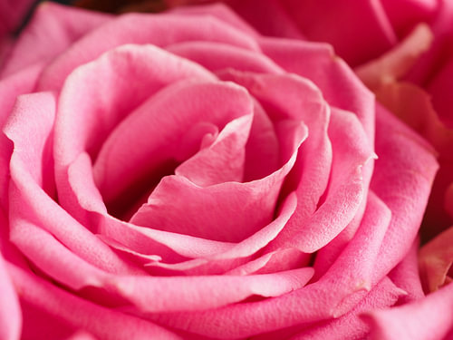 Pink Rose