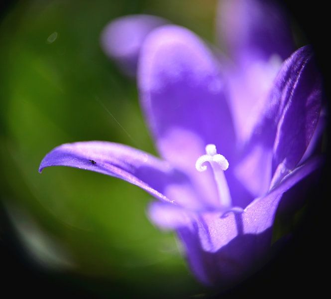 Paarse bloem by Marije Lintveld
