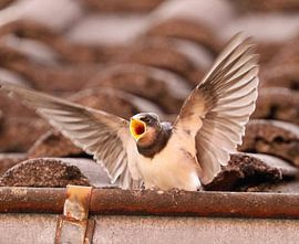 Zwaluw kind bedelt om eten van Claudia Schwabe