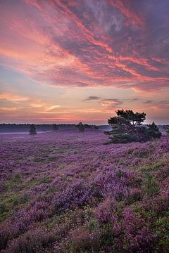 zonsopkomst heide van Wim Westmaas