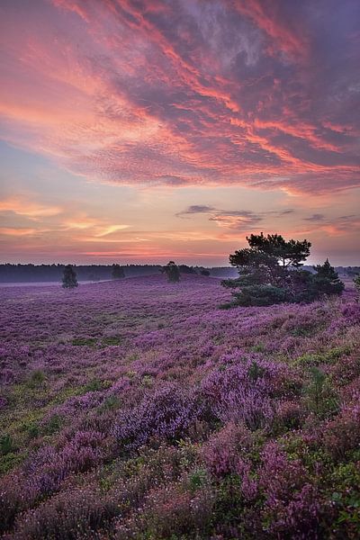 Sonnenaufgangsheide von Wim Westmaas