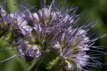 De blauwe knoop Succisa pratensis is een vaste plant uit de kamperfoelie van W J Kok