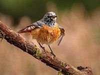 collared redstart on branch
