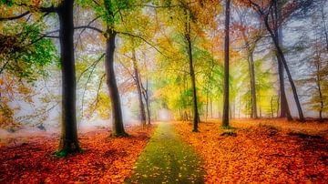 Fog in the forest during autumn