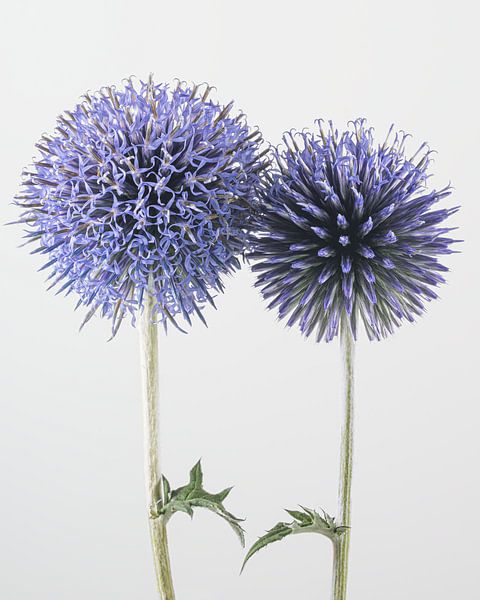 Excitable together: Two thistles in different stages by Marjolijn van den Berg