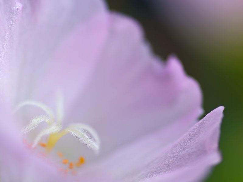 Portulaca in lila van Greetje van Son