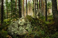 Forêts suédoises