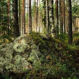 Zweedse bossen van Gerben Noortman