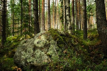 Zweedse bossen van Gerben Noortman