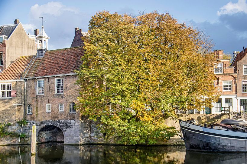 The chestnut of Delfshaven by Frans Blok - photos, art and other wall decoration