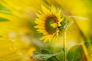 Zonnebloemen van Ellen Driesse