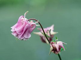 Pink columbine against a blurred background