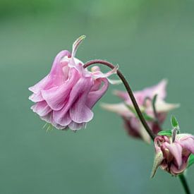 Rosa Akelei vor unscharfem Hintergrund von Katrin May