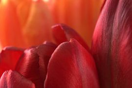 Red tulips up close 2 by Jaap Tanis