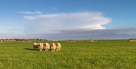 Vijf op een rij! van Nicole Nagtegaal