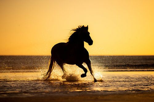 silhouette van een paard op het strand