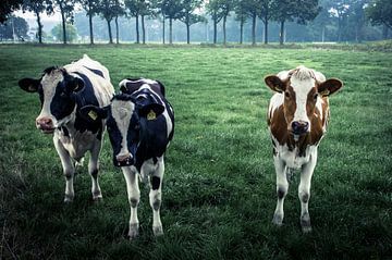 Onze lieve koeienmeisjes van Photobywim Willem Woudenberg